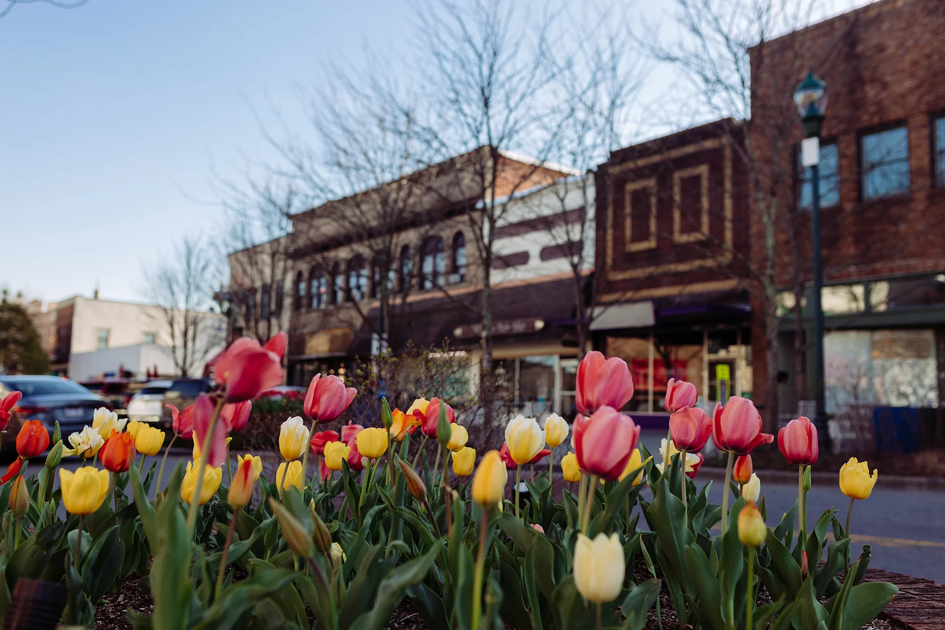 spring flowers blooming in hendersonville on web design agency website